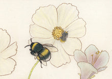 Load image into Gallery viewer, Flight of the last Bumblebee | Lilly Piri | Limited Edition Print
