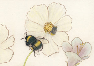 Flight of the last Bumblebee | Lilly Piri | Limited Edition Print